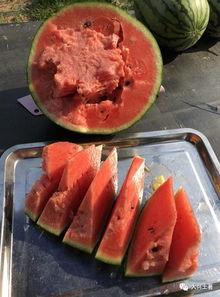 介休吃瓜网红,揭秘当地美食文化新风尚  第2张