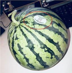 网红吃瓜平台有哪些,热门话题背后的娱乐江湖