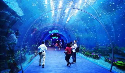 海洋最新爆料视频播放,最新爆料视频揭秘神秘海洋生物 第2张 海洋最新爆料视频播放,最新爆料视频揭秘神秘海洋生物 第2张